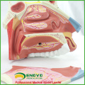 THROAT07(12513) Medical Science Anatomical Model of Human Nasal Cavity